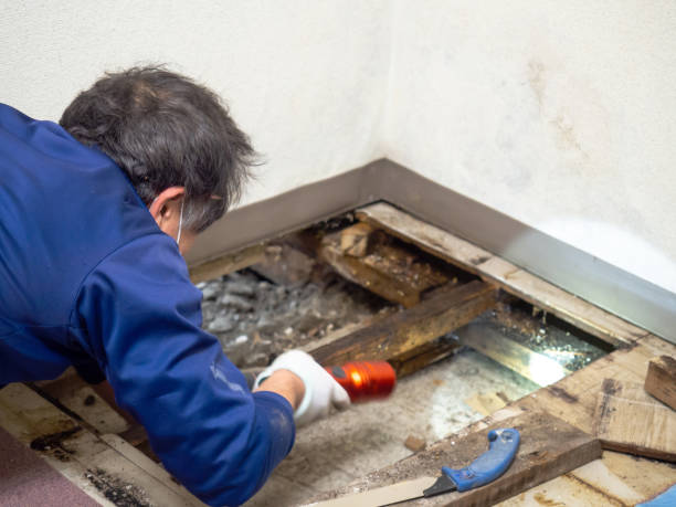 Best Mold Remediation Experts  in Welsh, LA