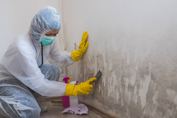 Reliable Welsh, LA Mold Removal Solutions