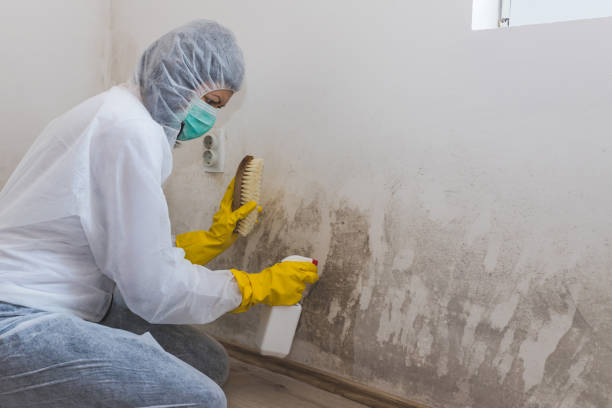 Best Mold Cleaning Services  in Welsh, LA