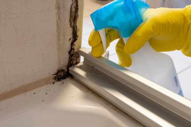 Best Mold Remediation  in Welsh, LA