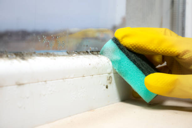 Best Mold Removal Near Me  in Welsh, LA