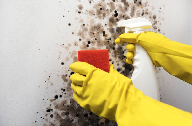 Best Fast Mold Removal  in Welsh, LA