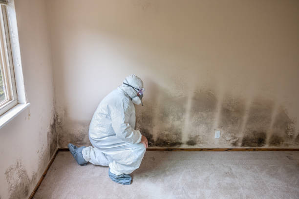 Best Mold Testing  in Welsh, LA