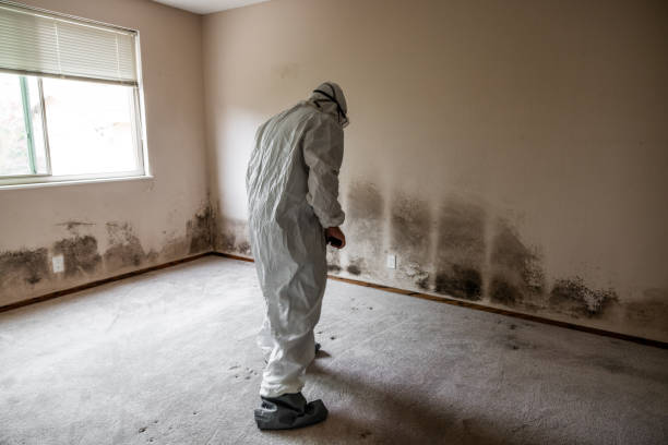 Best Crawl Space Mold Removal  in Welsh, LA